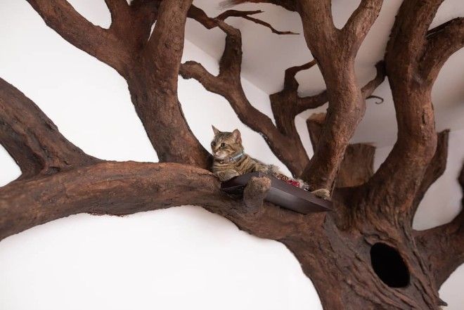 SBМужчина покорил кошачье сердечко построив огромное дерево в квартире