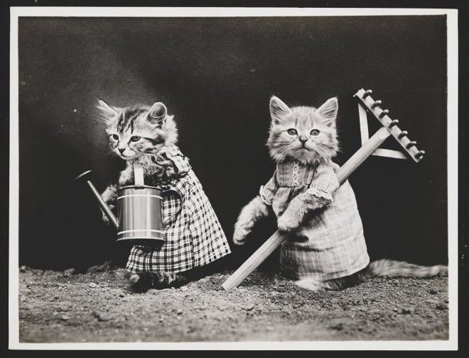 S6 старинных фото котят которые занимаются обычными человеческими делами