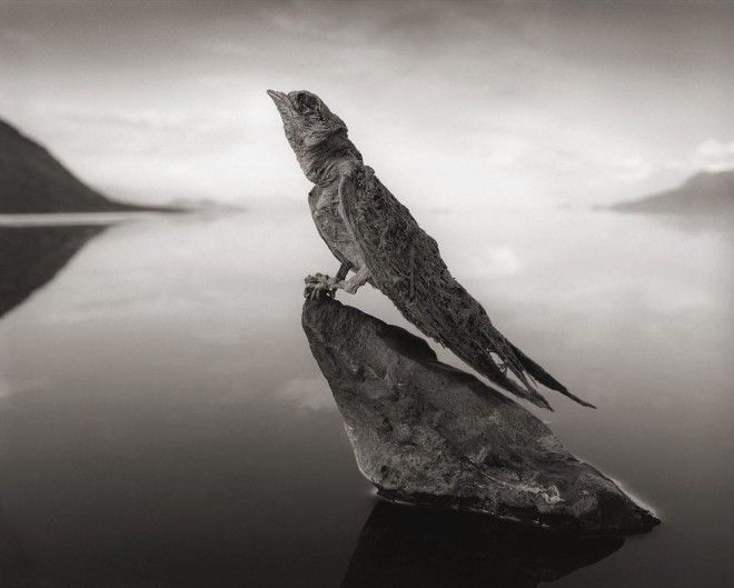 S7 фото смертельного озера Натрон которое превращает птиц в статуи