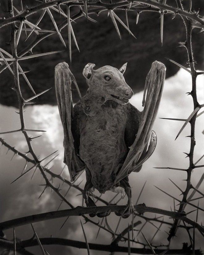 S7 фото смертельного озера Натрон которое превращает птиц в статуи