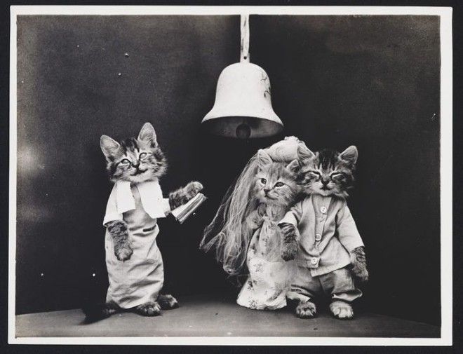 S6 старинных фото котят которые занимаются обычными человеческими делами