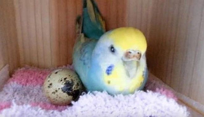 SЖенщина купила перепелиное яйцо в магазине и подложила его к своему попугаю