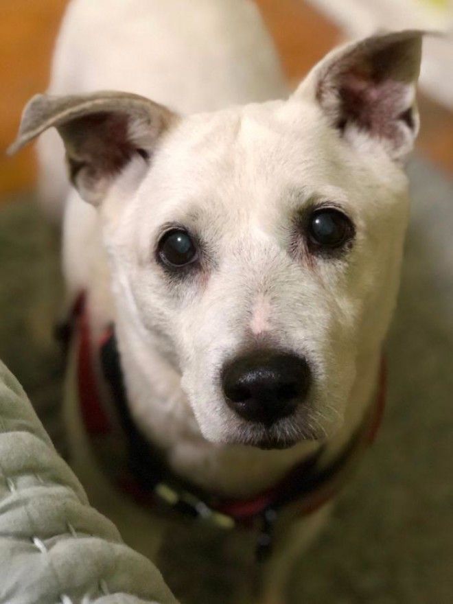 SТрогательная история о преданном псе который ждал хозяина у окна 11 лет