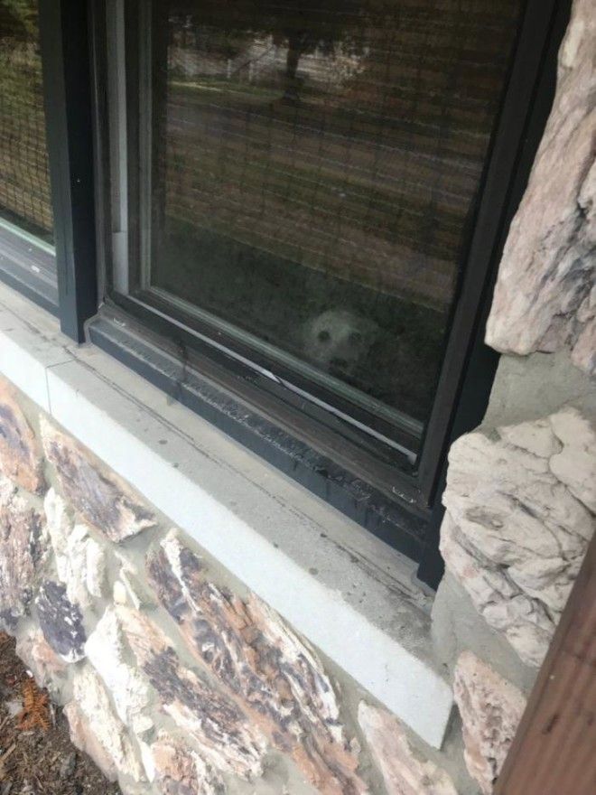 SТрогательная история о преданном псе который ждал хозяина у окна 11 лет