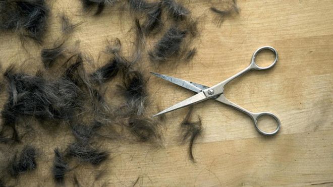 Убирайте волосы при помощи веника или тряпки пылесос тут не подойдет Фото medianbcmiamicom