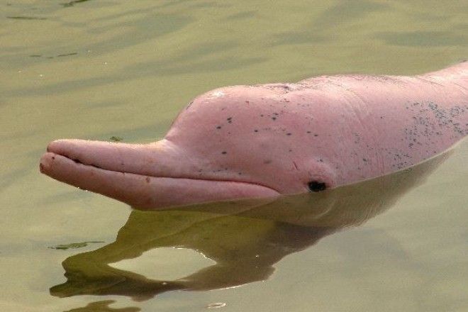 SПредставь розового дельфина На самом деле он выглядит не так