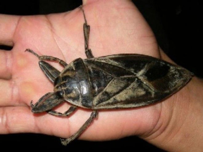 SОгромнейшие жуки нашей планеты которые напугают кого угодно