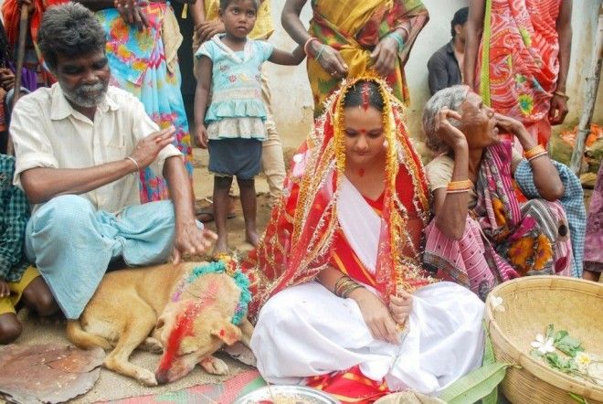 SСуеверная Индия зачем девушку выдают замуж за собаку
