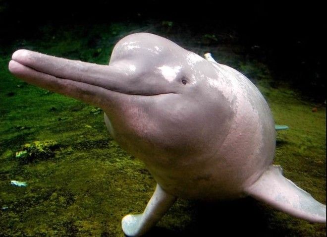SПредставь розового дельфина На самом деле он выглядит не так