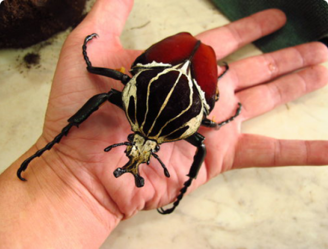 SОгромнейшие жуки нашей планеты которые напугают кого угодно
