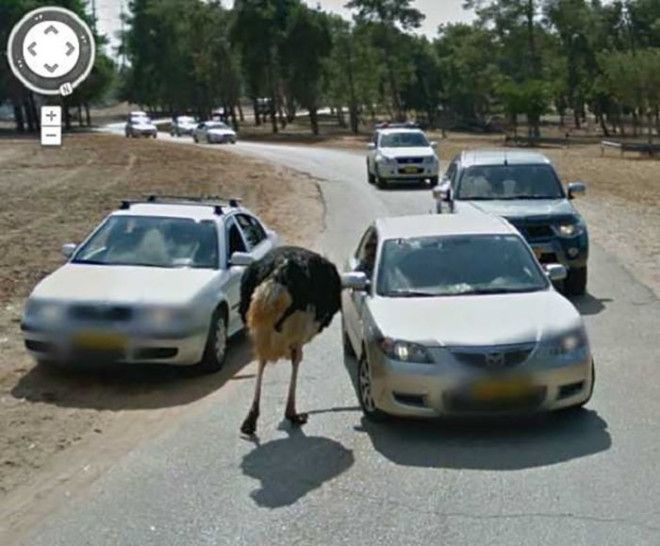 S7 странных фото животных которые случайно попали на Просмотр улиц Google