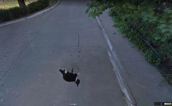 S7 странных фото животных которые случайно попали на Просмотр улиц Google
