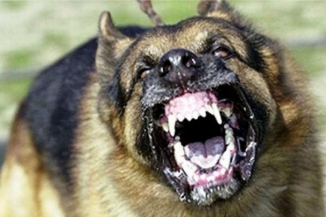 Здесь подобраны десять самых опасных пород собак с которыми связано наибольшее количество смертельных случаев.
