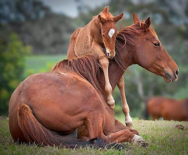 Милейшие фото материнской любви у животных.