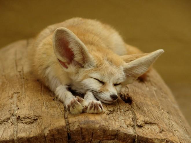 Красивые фото милых лисичек.