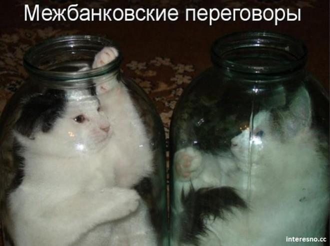 Кото позитив)