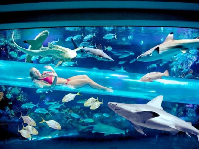Отель Золотой самородок с водной горкой в аквариуме с акулами