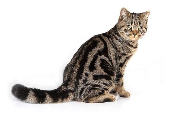 Зачем коты трутся о мебель? Почему у некоторых людей аллергия на кошек?....