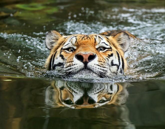 Невероятно красивые тигры. 