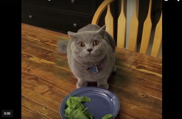 А Ваш кот есть овощи?)