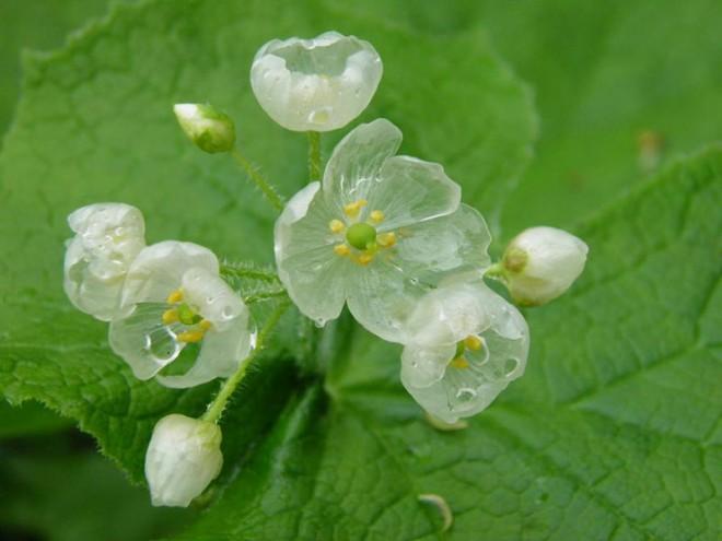 Эти необычные цветы становятся прозрачными во время дождя.