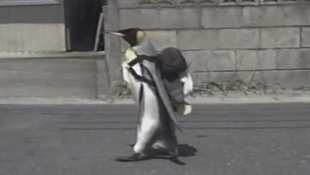 Японская семья воспитывает.... королевского пингвина!