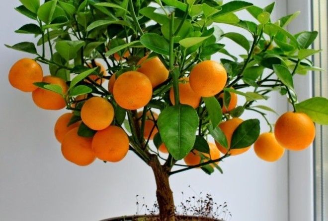 Выращивание фруктов — неплохой антистресс.