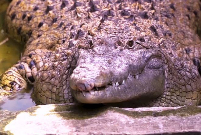 Домашний крокодил...