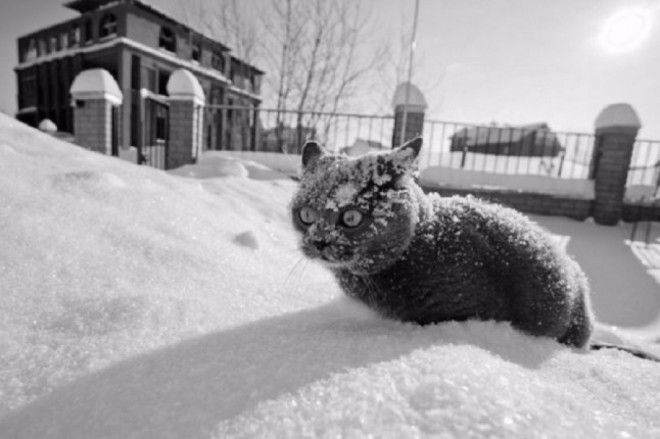 Зима и коты — две несовместимые вещи!