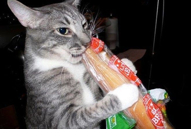 Оказывается, кошки тоже любят хлеб!